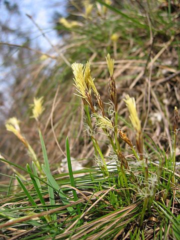 Carex humilis